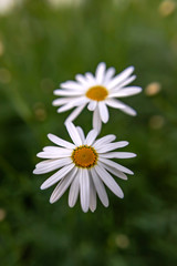 White daisy flowers on green blurred background close-up
