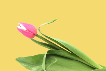 Beautiful tulip on a yellow background close up