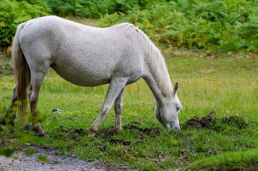 Obraz na płótnie Canvas A portrait of a wild New Forest pony, one of the recognised mountain and moorland or native pony breeds of the British Isles.