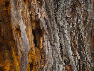 Closeup of  a bark of a chestnut tree
