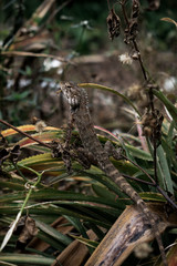 Lizard