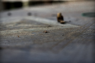 Spider