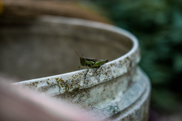 Grasshopper