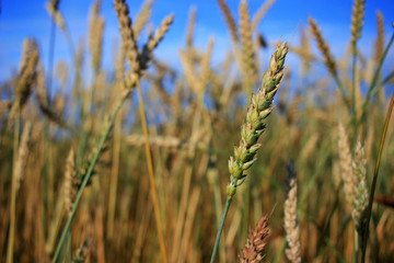 Ripe ears in the field