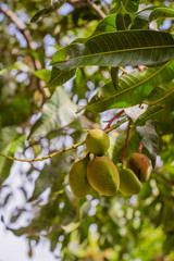 unripe little mango on a tree a healthy sweet and juicy Asian tropical fruit