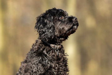 Portrait of a small dog