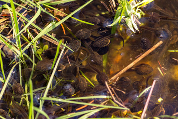 Polliwogs in a local pond getting ready to deploy into frogs. Springtime pond.