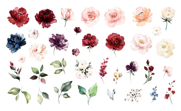 Set watercolor elements of roses collection garden red, burgundy flowers, leaves, branches, Botanic  illustration isolated on white background.  
