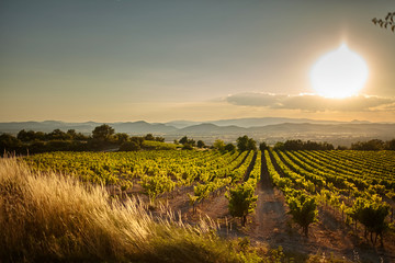 Vineyard at sunset. A plantation of grapevines. Hilly mediterranean landscape, south France, Europe - obrazy, fototapety, plakaty