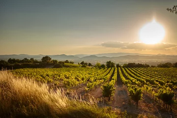 Fotobehang Wijngaard bij zonsondergang. Een plantage van wijnstokken. Heuvelachtig mediterraan landschap, Zuid-Frankrijk, Europa © mikeosphoto