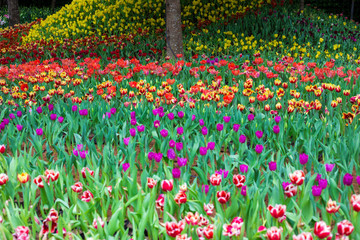 Obraz premium Colorful tulip flower garden outdoor