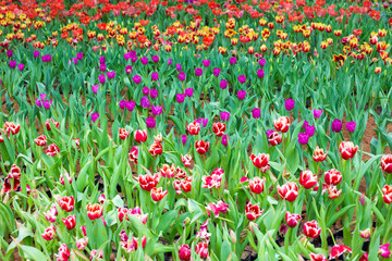Colorful tulip flower garden outdoor