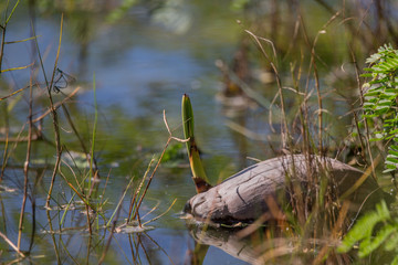 coconut in the uncultivated shore with a coconut shoot  another new palm-tree is growing