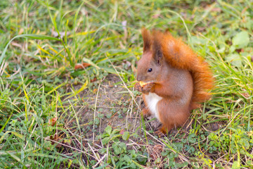 Squirrel on spring grass and sunny weather