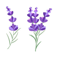 Vector eps10 drawing of lavender flower on white background. Bunch of provence lavender. 
