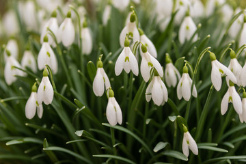 Fototapeta premium Snowdrops in snow, a delightful paradox! These hardy little flowers push through the frosty blanket, seemingly in a rush to tell the world, 