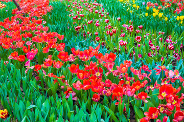 Fototapeta premium Colorful tulip flower garden outdoor