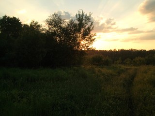Fototapeta na wymiar Sprawling tree in the field on the sunset.