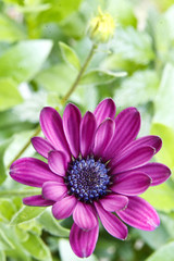 A detail of beautiful pink flower, the African Daisy.