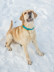 Labrador Retriever in the snow