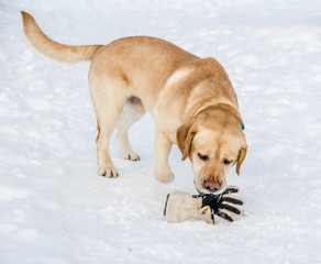 Labrador with a glove
