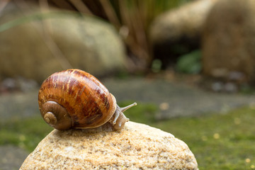 close up of a wet snail on rock