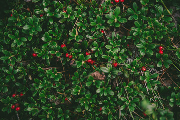 Berries