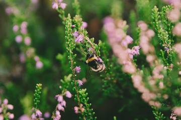 Bee