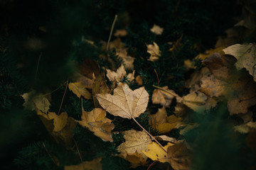 Autumn leafs