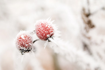 A detail picture of the frozen branch with briers. 