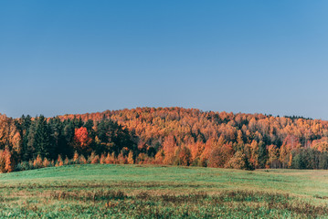 Fototapeta premium Autumn forest