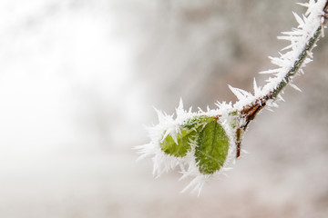 A detail picture of the frozen branch with a fresh green leaf on it. 