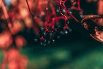 Berries