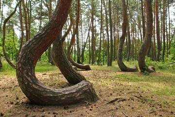 A crooked forrest in Poland with its bizarre trees. 