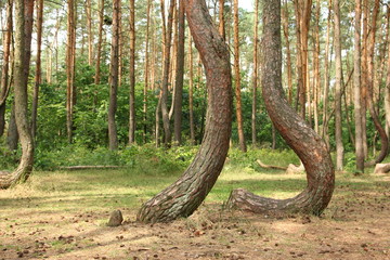 A crooked forrest in Poland with its bizarre trees. 