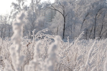 Siberia. Altai region. Dominated by frost