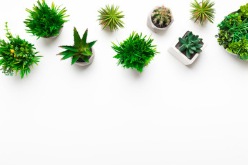 Various decorative plants in pots on white background