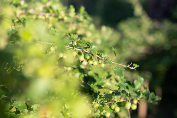 View to fresh green gooseberries on a branch of gooseberry bush in the garden. Close up view of the organic gooseberry berry hangs on a branch under the leaves.