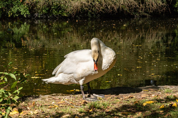 white swan on the shore of a pond
