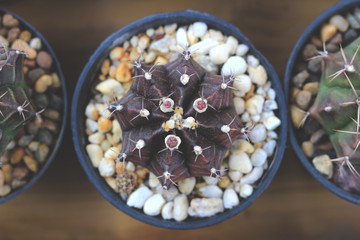 top view picture. Gymnocalycium baldianum with soft tone.