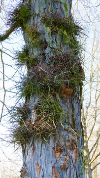 Gleditschie Baum, Lederh&uuml;lsenbaum mit langen Stacheln, Dornen an der Rinde