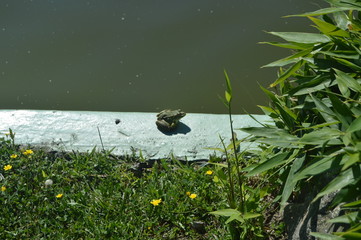 Frog In A Fountain At The Mountain Of Castro In Vigo. Nature, Architecture, History, Travel. August 16, 2014. Vigo, Pontevedra, Galicia, Spain.