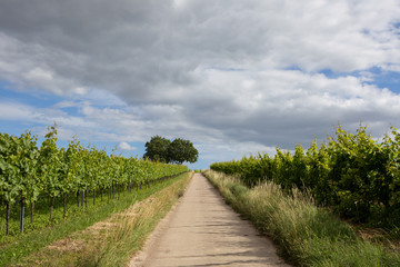 Fototapeta na wymiar German wine fields