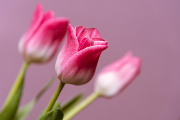 Fototapeta premium Pink tulips flowers on pink background, close up. Spring background for design. Women's day, Mother's day, Valentines day card