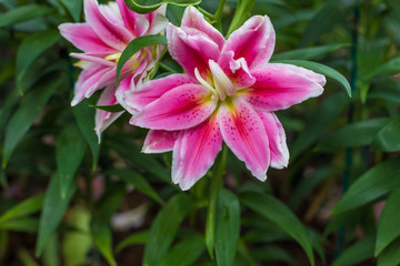 Pink lilly in botanic winter garden