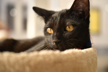 太陽光に映える黒猫