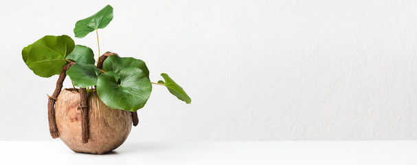 Decorative green plant in unusual pot on light background