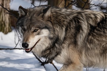 Obraz premium Smiling Wolf