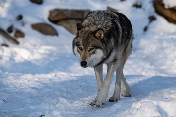 Naklejka premium Is That Dinner