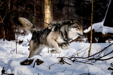 Timber Wolf Leaping © Timothy